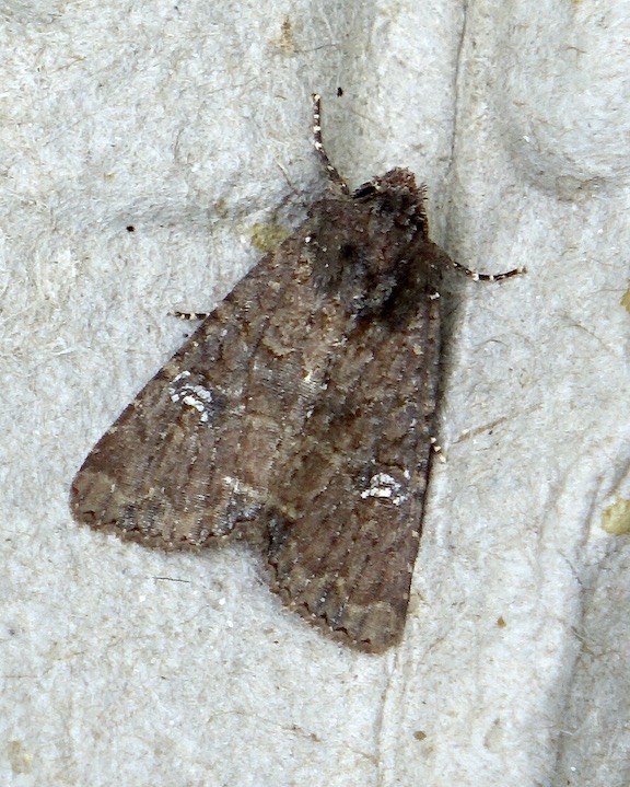 common rustic